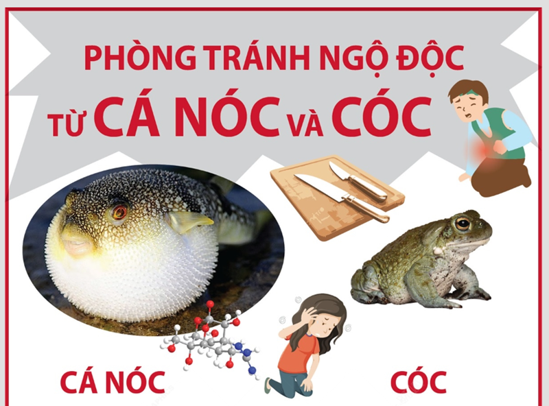 Phòng tránh ngộ độc từ cá nóc và cóc