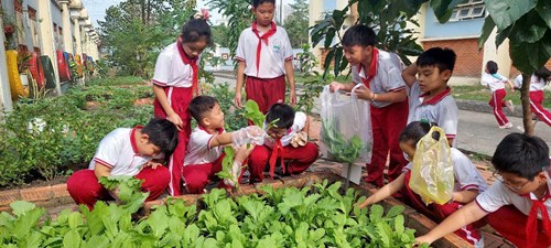 Mô hình trồng rau làm kế hoạch nhỏ năm học 2024 - 2025 của Liên Đội Trường Tiểu học Lê Văn Tám
