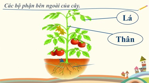 Một số hình ảnh chuyên đề môn  Tự nhiên xã hội  Khối 1 năm học 2023-2024